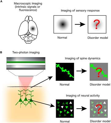 Common Defects of Spine Dynamics and Circuit Function in Neurodevelopmental Disorders: A Systematic Review of Findings From in Vivo Optical Imaging of Mouse Models